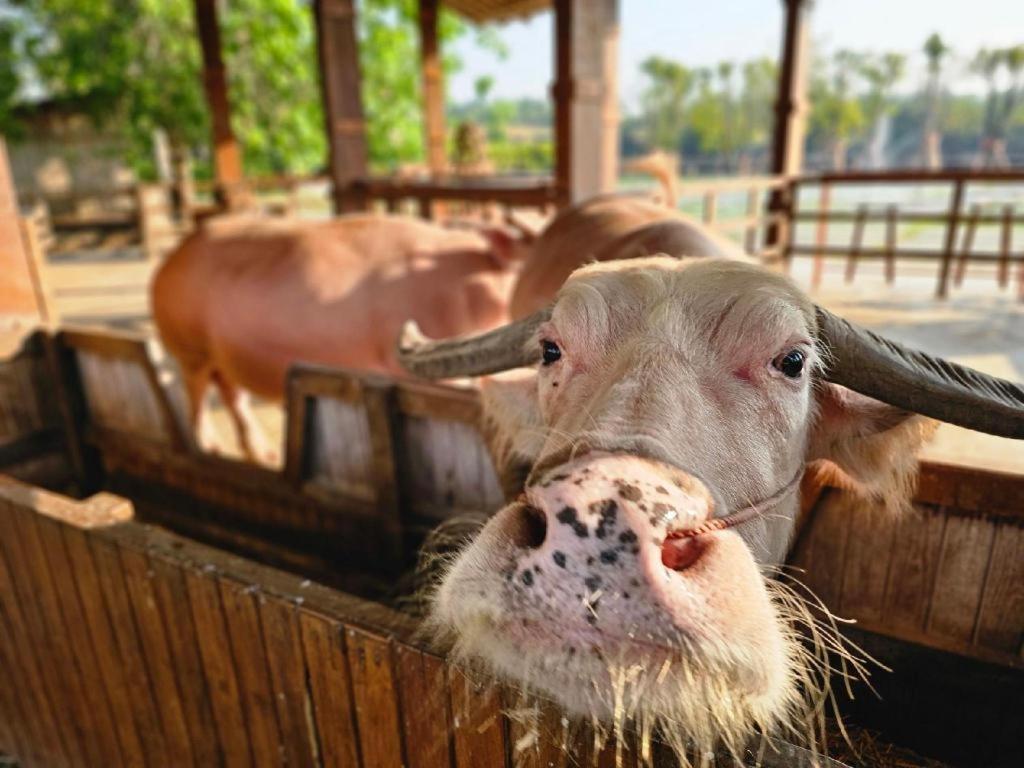 The Buffalo Amphawa Samut Songkhram Luaran gambar
